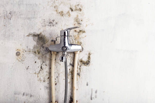 Reliable Damascus, MD Mold Remediation Solutions