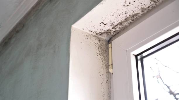 Best Mold Remediation for Specific Building Types in Damascus, MD