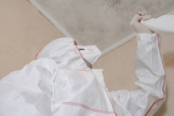 Best Basement Mold Remediation in Damascus, MD