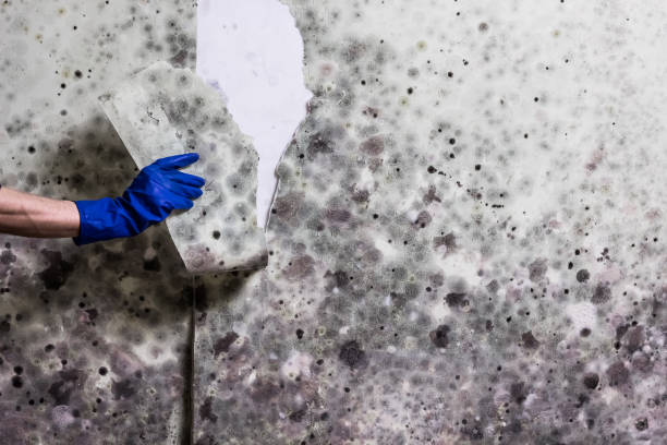 Best Kitchen Mold Remediation in Damascus, MD