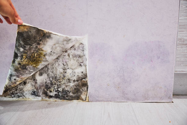 Best Black Mold Remediation in Damascus, MD